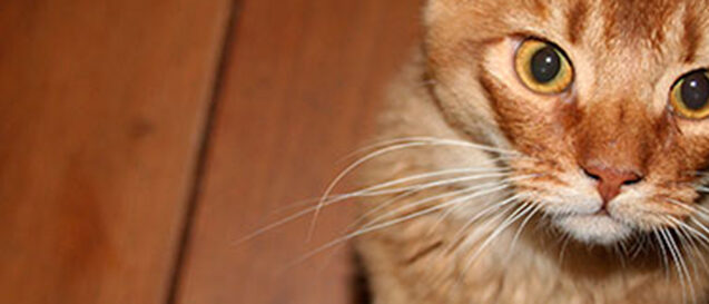 somali_03-strook Somali